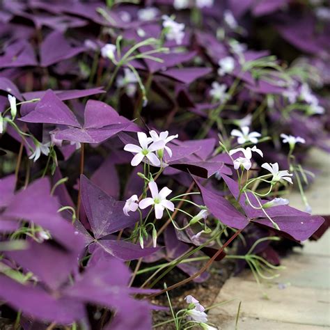 Amazon.com: Oxalis Triangularis .